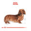 85 g Royal Canin Adult Teckel paté en sobre para perros, , large indicador imagen numero 4
