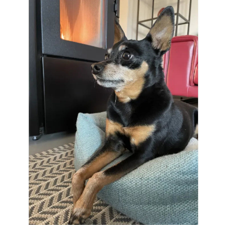 Flamingo Yara Rect&aacute;ngulo Verde con Cremallera Cama para perros, , large Imagen numero 3