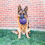 Kong Flexball Pelota para perros, , large indicador imagen numero 2