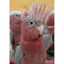 Psittacus Mini pienso para pájaros pequeños, , large indicador imagen numero 4