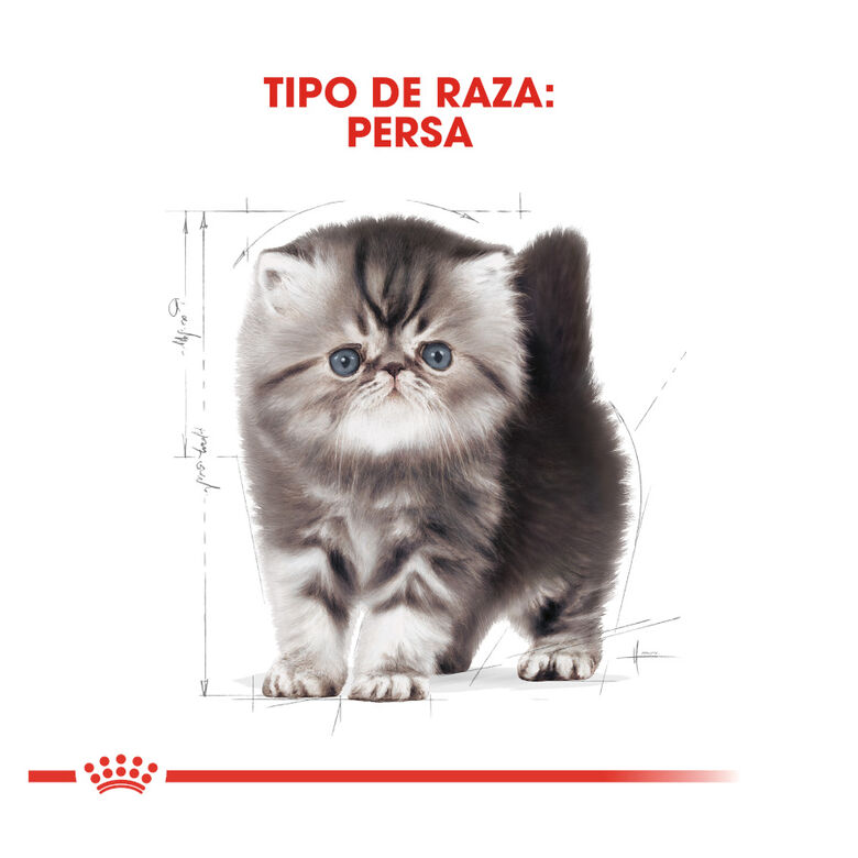 Royal Canin Kitten Persia pienso para gatos thumbnail