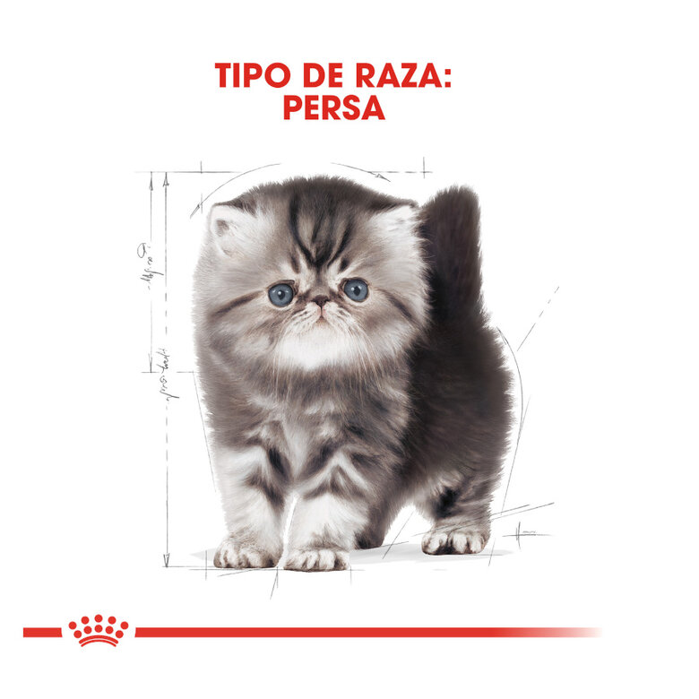 2 kg Royal Canin Kitten Persia pienso para gatos,  Imagen numero 4 2 kg Royal Canin Kitten Persia pienso para gatos, , large Imagen numero 4