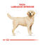 12 kg Royal Canin Adult Labrador Retriever pienso para perros, , large indicador imagen numero 4