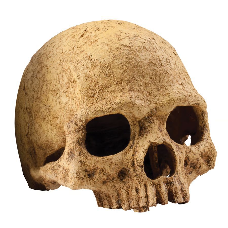 Exoterra Refugio calavera para terrarios, , large Imagen numero 1