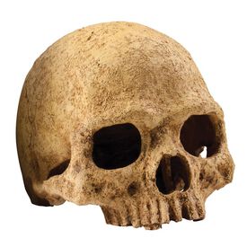 Exoterra Refugio calavera para terrarios
