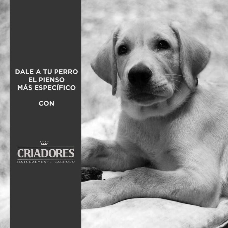 Criadores Pollo y Arroz pienso para cachorros de razas grandes thumbnail