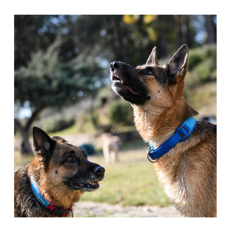 Freedog Cool Pro Tech Collar Refrescante Azul para perros,  Imagen numero 5 Freedog Cool Pro Tech Collar Refrescante Azul para perros, , large Imagen numero 5