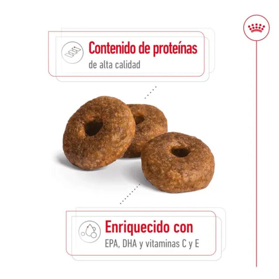 15 kg Royal Canin Medium 10+ Ageing pienso para perros&nbsp;senior, , large Imagen numero 5