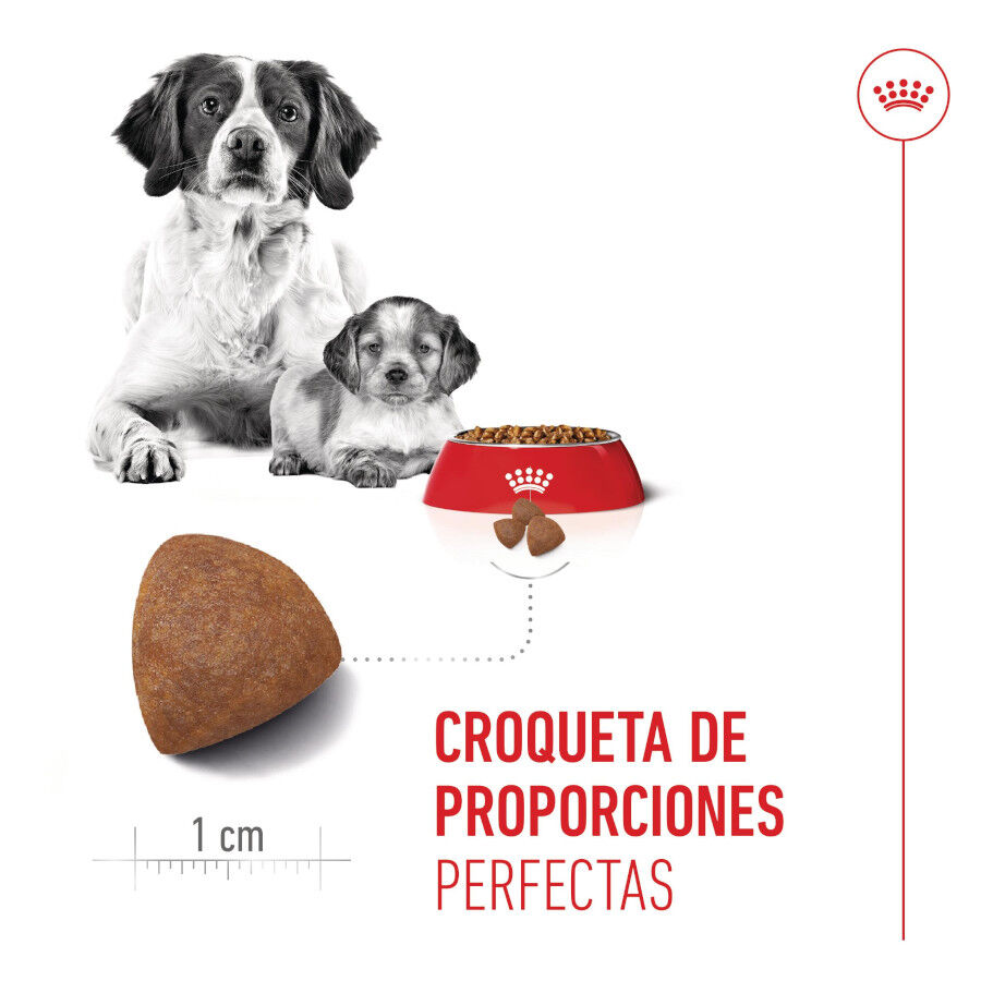 Royal Canin Medium Starter Mother&amp;Baby pienso para perros thumbnail
