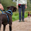 Halti arnés de nylon ajustable rojo para perros, , large indicador imagen numero 3