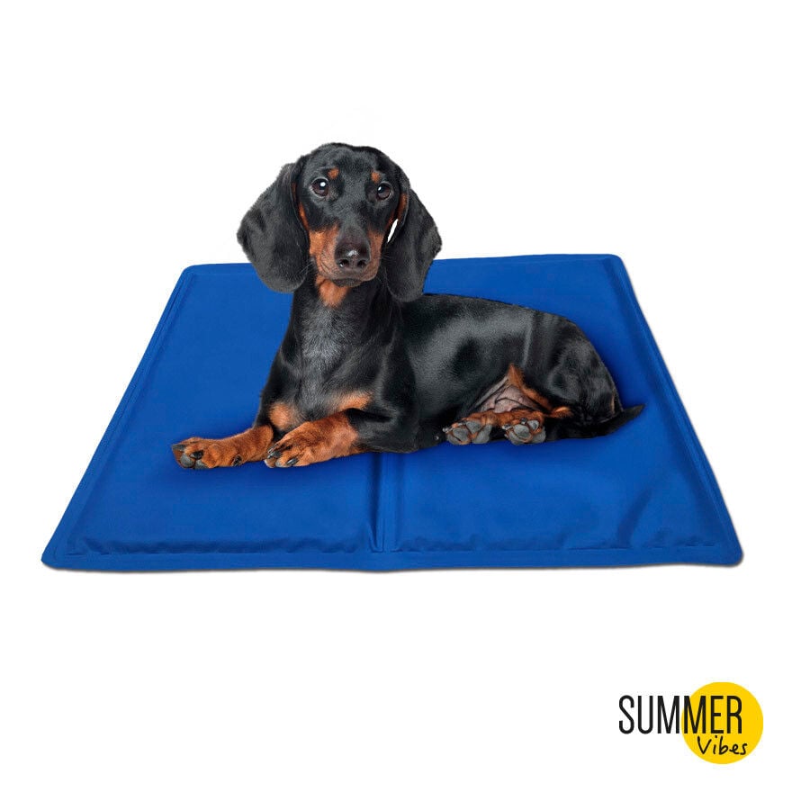 Dog Cama Plastico Perro Kiwoko Cama Cão Cama De Plástico Para