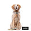 Collar estampado de hojas para perros, , large indicador imagen numero 5