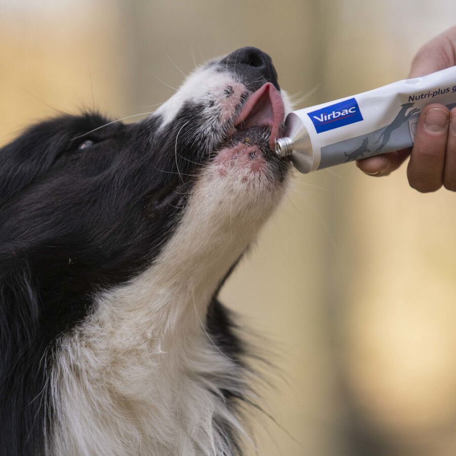 Virbac Nutri-plus gel Suplemento para perros y gatos thumbnail