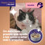 24 barritas Feliway Ceva Happy Snack Salm&oacute;n para gatos, , large indicador imagen numero 2