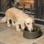 Petsafe Drinkwell Bebedero Automático para perros y gatos, , large indicador imagen numero 3