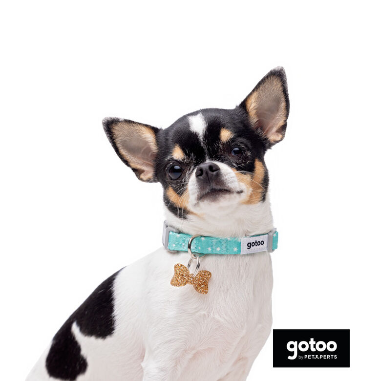 Gotoo Set Correa y Collar estampado con estrellas verde para perros thumbnail