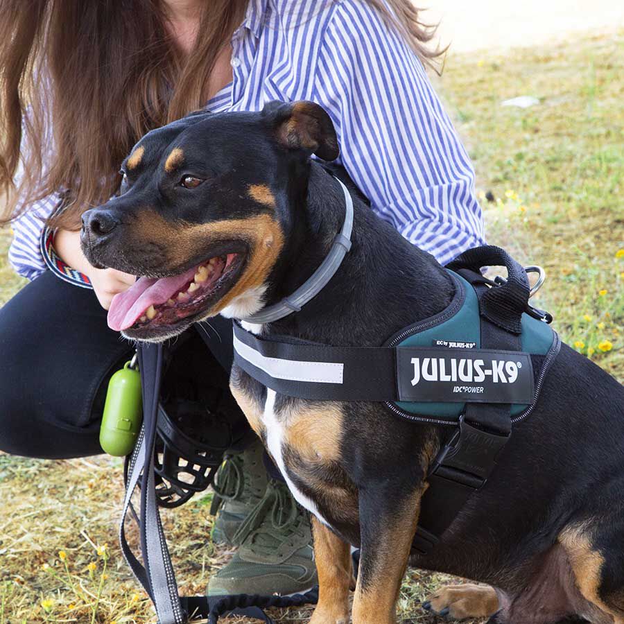 Julius K-9 IDC Arnés Verde para perros thumbnail