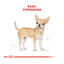 3 kg Royal Canin Adult Chihuahua pienso para perros, , large indicador imagen numero 4