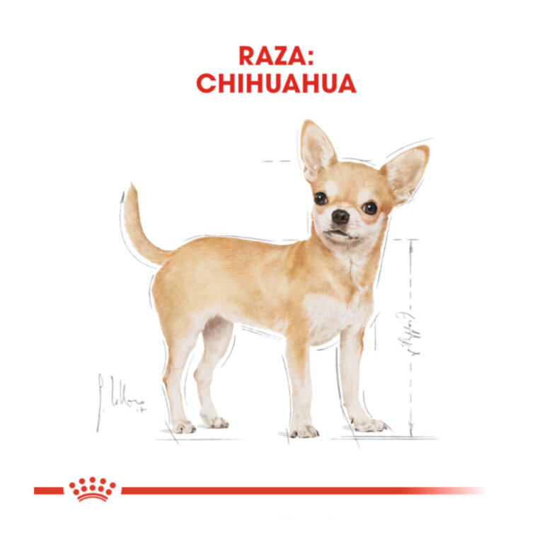 3 kg Royal Canin Adult Chihuahua pienso para perros,  Imagen numero 4 3 kg Royal Canin Adult Chihuahua pienso para perros, , large Imagen numero 4