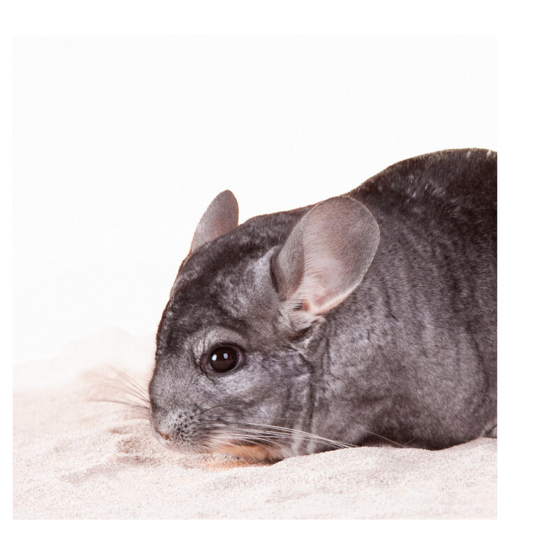 Beaphar Care+ Arena de Baño para chinchillas, , large image number null