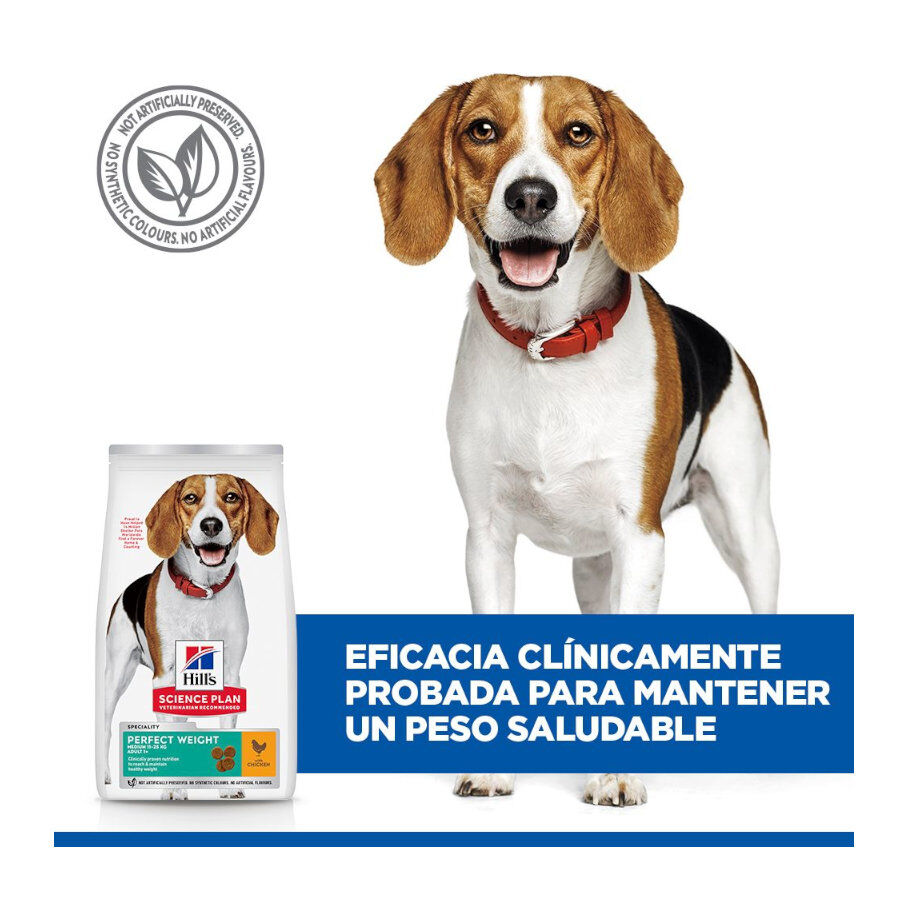 12 kg Hill's Science Plan Perfect Weight Adult Medium Pollo pienso para perros, , large Imagen numero 8
