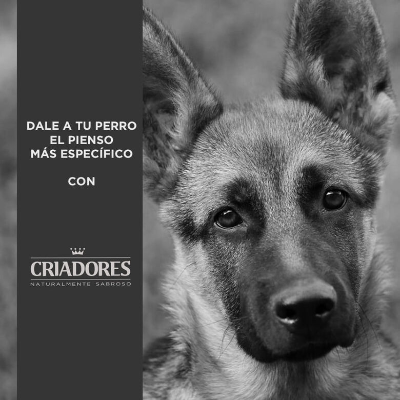 Criadores Adulto Salmón y Arroz pienso para perros de razas medianas y grandes thumbnail