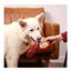 Disney Marvel Iron Man de Peluche con Cuerda para perros, , large indicador imagen numero 2
