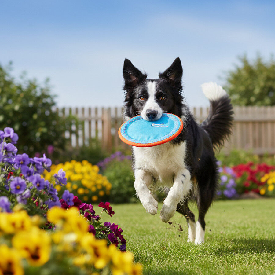 Chuckit! Paraflight Frisbee Flotante para perros, , large Imagen numero 2