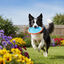 Chuckit! Paraflight Frisbee Flotante para perros, , large indicador imagen numero 2