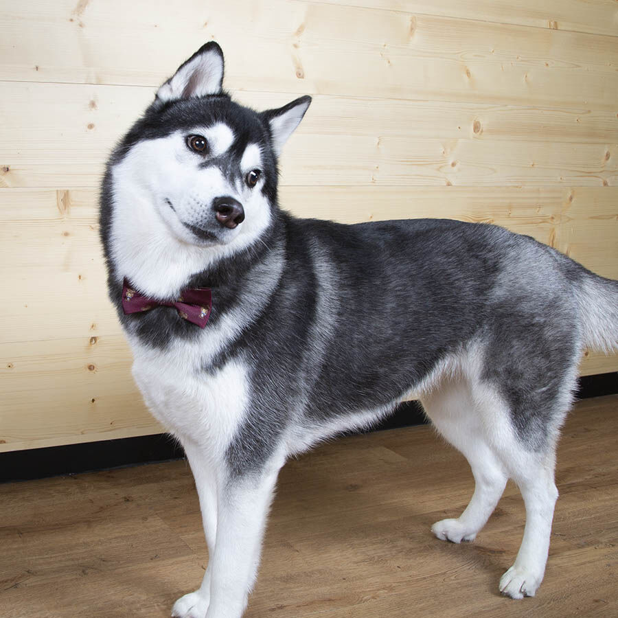 Guau Christmas Pajarita Roja para perros, , large Imagen numero 5