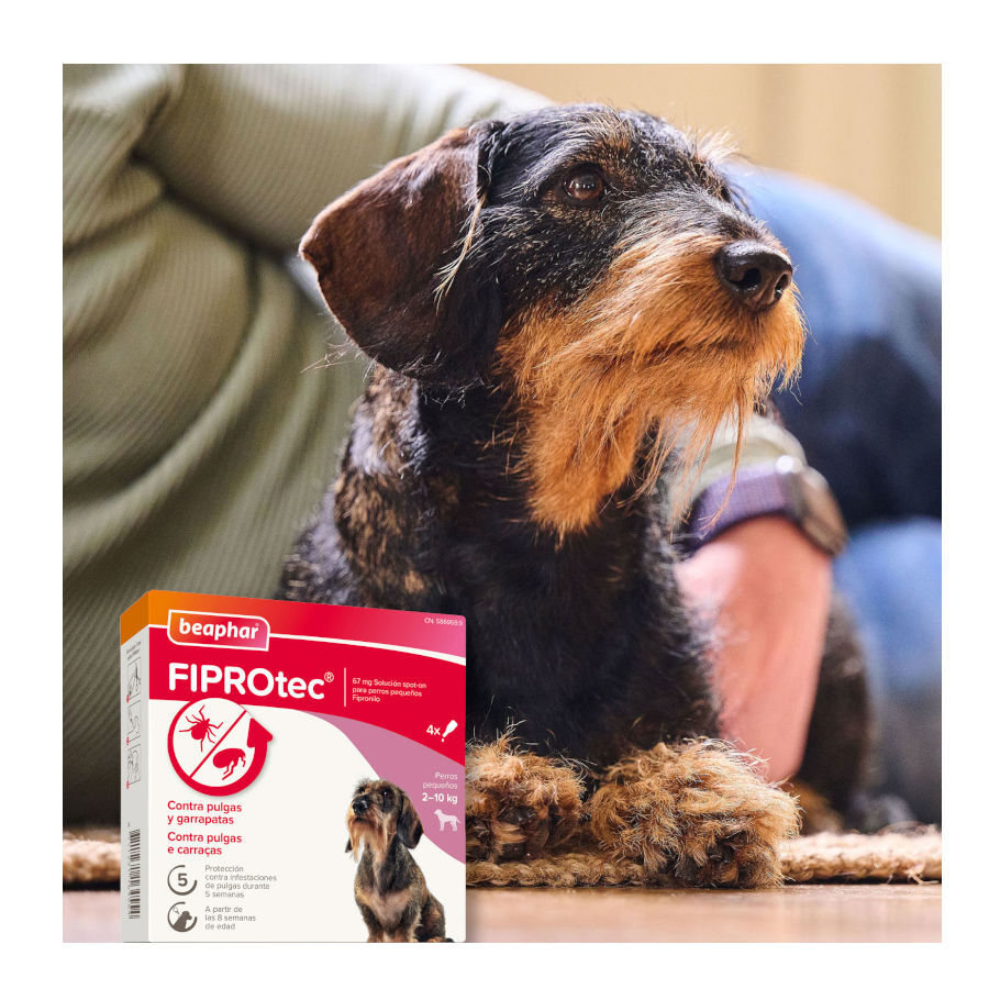 Beaphar FiproTec Pipetas para perros thumbnail