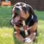 Nylabone Extreme Chew Shish Kebab Alternative Mordedor Resistente Pollo para perros, , large indicador imagen numero 2