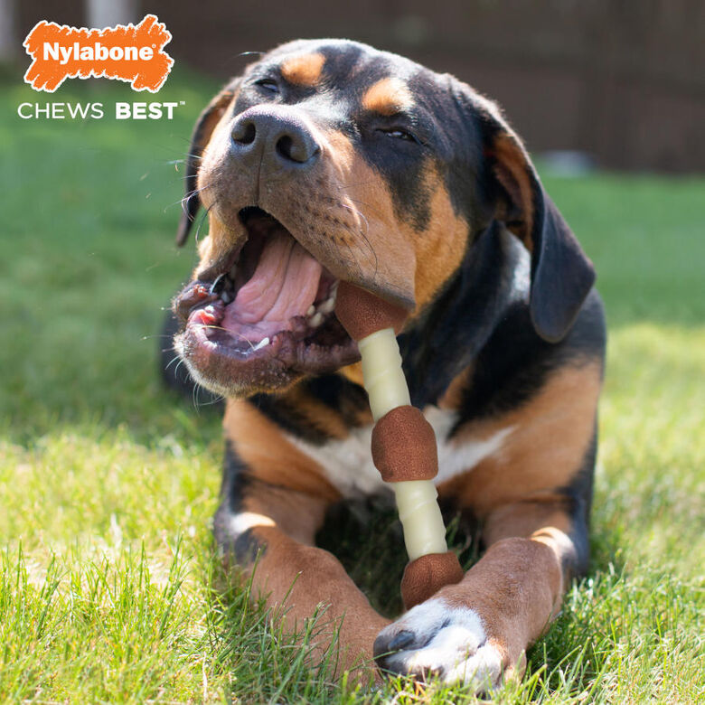 Nylabone Extreme Chew Shish Kebab Alternative Mordedor Resistente Pollo para perros thumbnail
