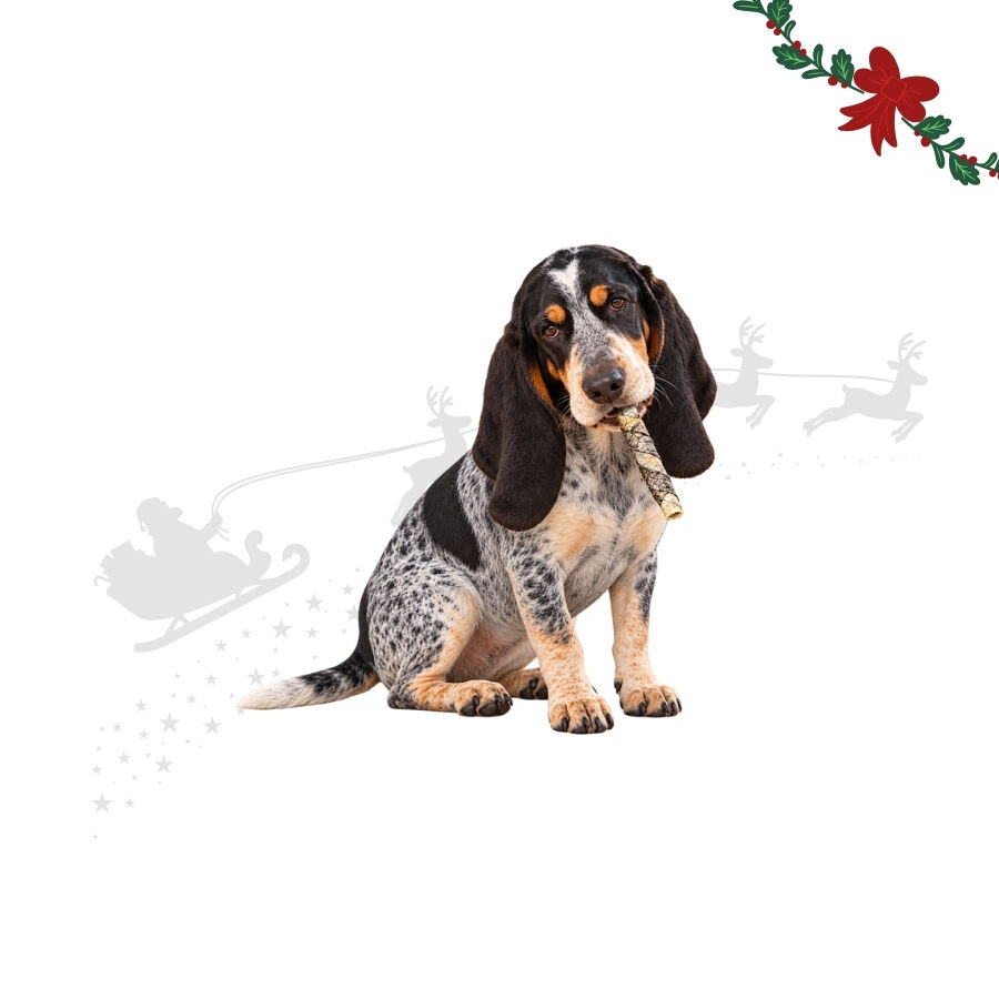 10 uds. Wonder Christmas Palitos de Pescado Snacks para perros, , large Imagen numero 1