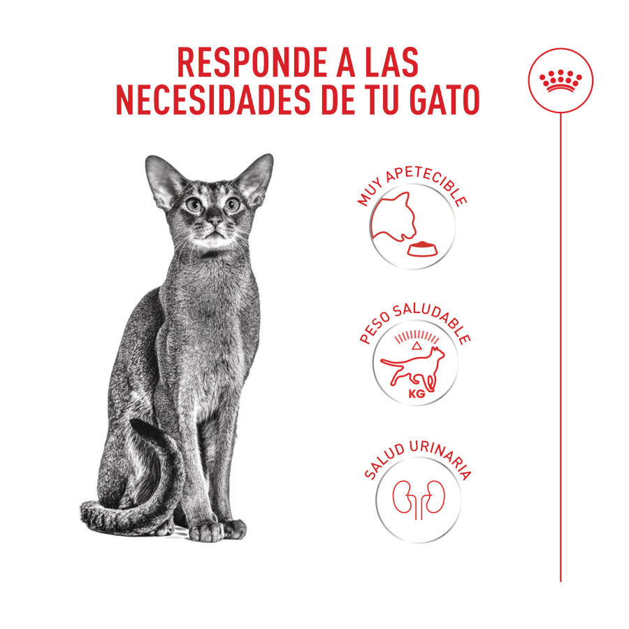 Royal Canin Fussy Exigent Pienso para gatos thumbnail