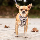 Disney Premium Villanas arnés para perros, , large image number null
