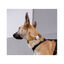 Zee Dog Jelly Funda para Air Tag para perros, , large indicador imagen numero 2
