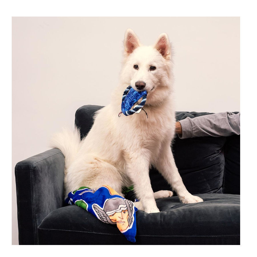 Disney Marvel Disco de Cuerda para perros, , large Imagen numero 5