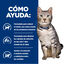 8 kg Hill's Prescription Diet Urinary Stress + Metabolic c/d pienso para gatos, , large indicador imagen numero 4
