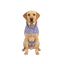 Gotoo Impermeable Estampado Huellas para perros, , large indicador imagen numero 7