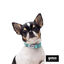 Gotoo Set Correa y Collar estampado con estrellas verde para perros, , large indicador imagen numero 12