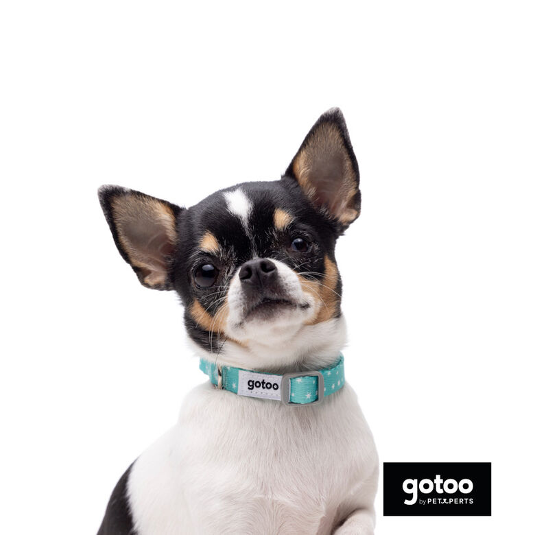 Gotoo Set Correa y Collar estampado con estrellas verde para perros thumbnail