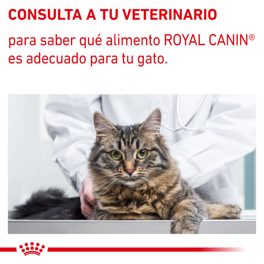 Royal Canin Mature Consult Balance Paté sobre para gatos thumbnail