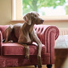 Beaphar Calming Pipetas Relajantes para perros, , large image number null