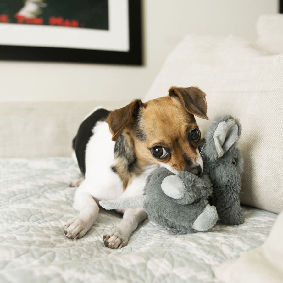 Kong Comfort Kiddos Elefante de peluche para perros thumbnail