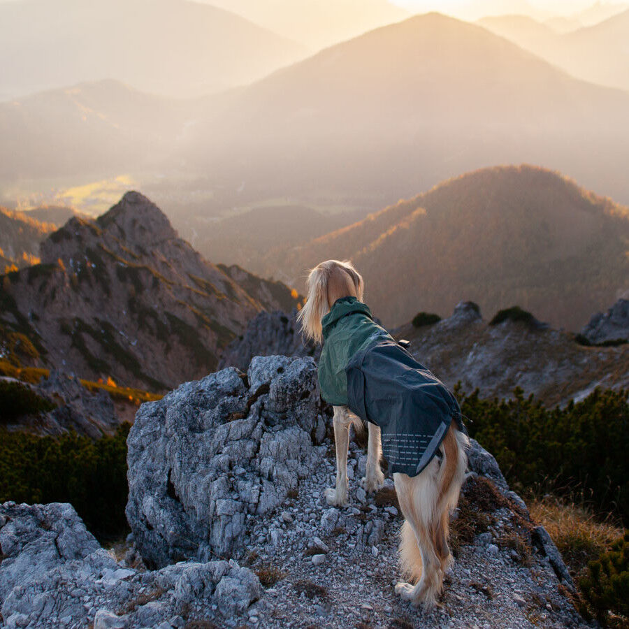 Non-stop dogwear Fjord Chubasquero Impermeable Negro y Verde para perros thumbnail