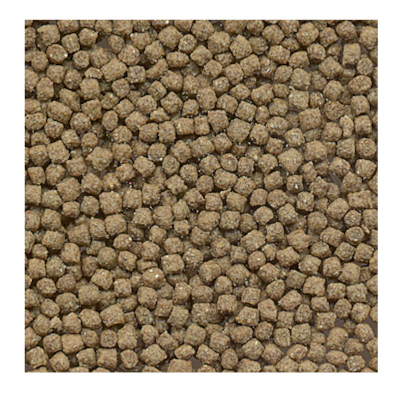 Flamingo Pet Plus Comida para tortugas de agua,  Imagen numero 2 Flamingo Pet Plus Comida para tortugas de agua, , large Imagen numero 2