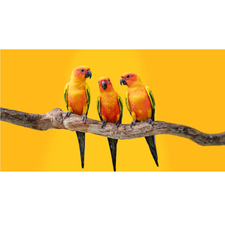 Beaphar XtraVital Mixtura para periquitos grandes thumbnail