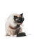 10 kg Royal Canin Intense Hairball pienso para gatos, , large indicador imagen numero 3