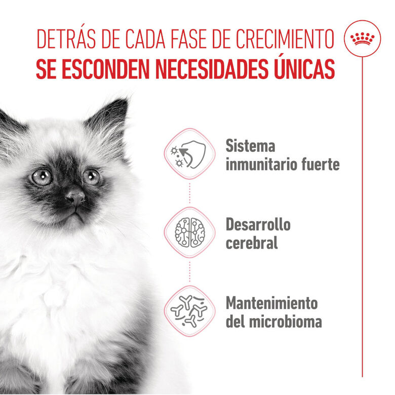 Royal Canin Kitten pienso para gatos thumbnail